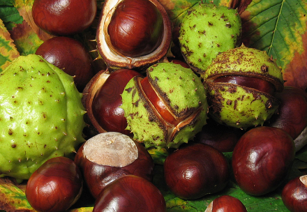 conkers